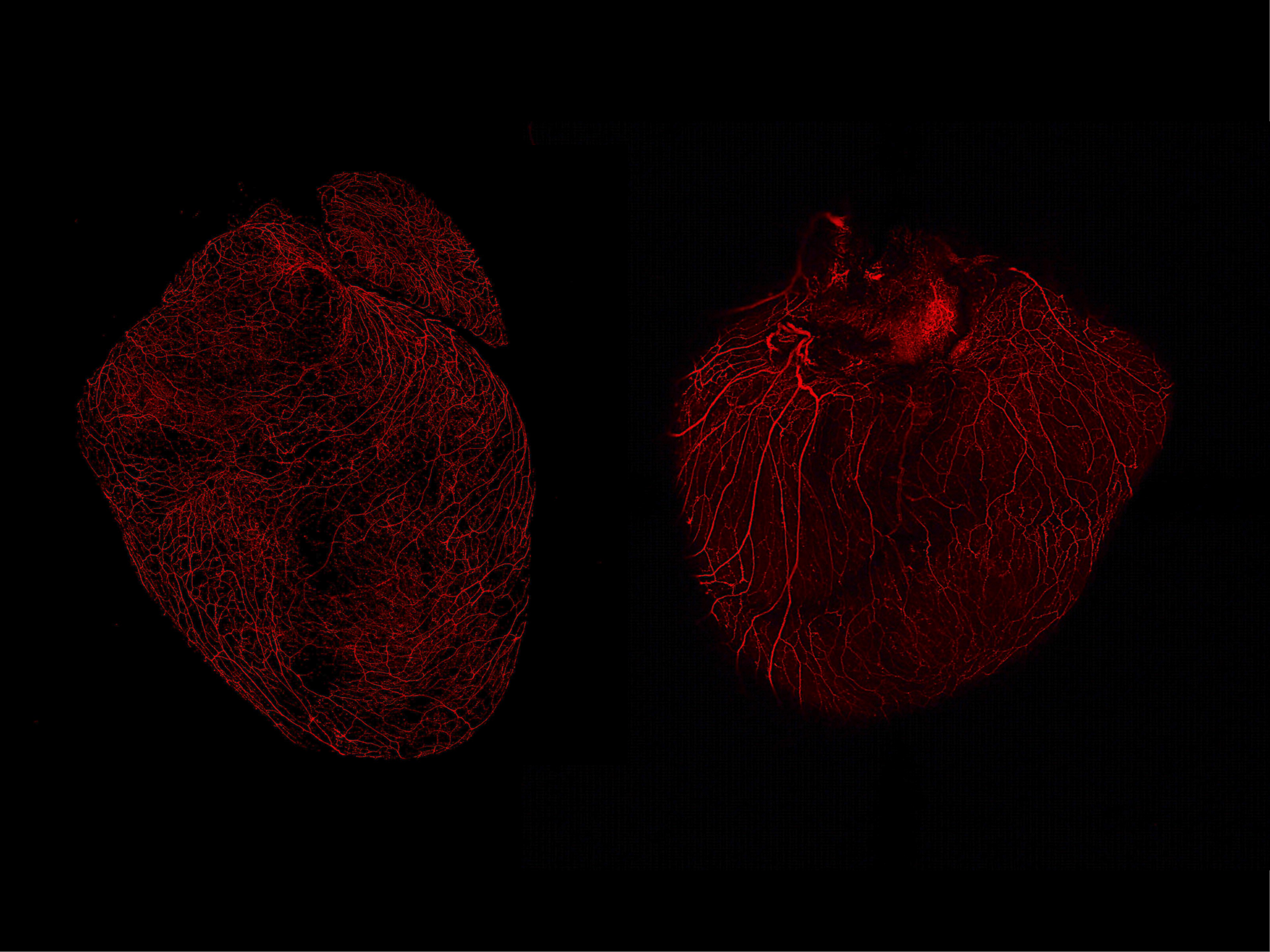A magnified scientific picture of two red heart-like shapes. 